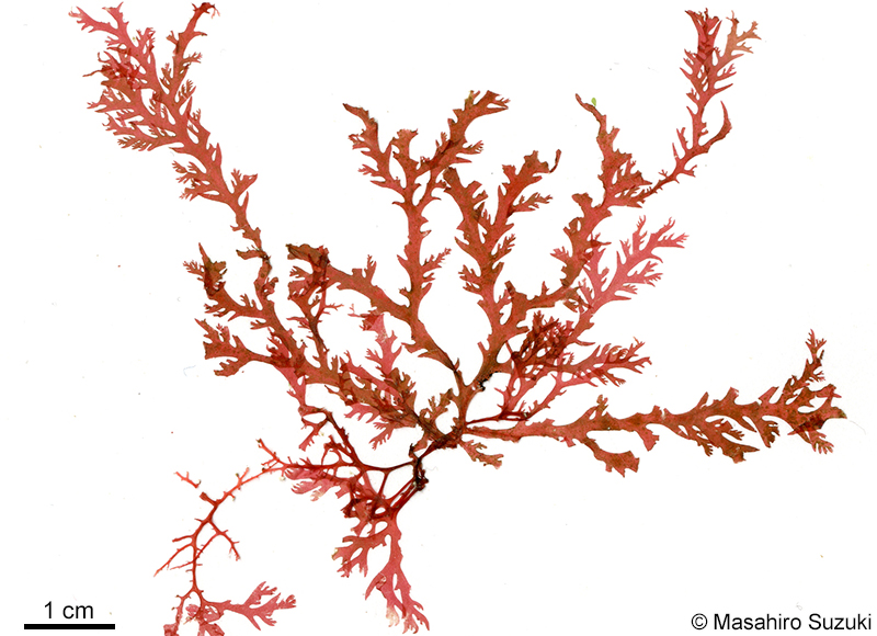 ナンカイユカリ Plocamium brasiliense